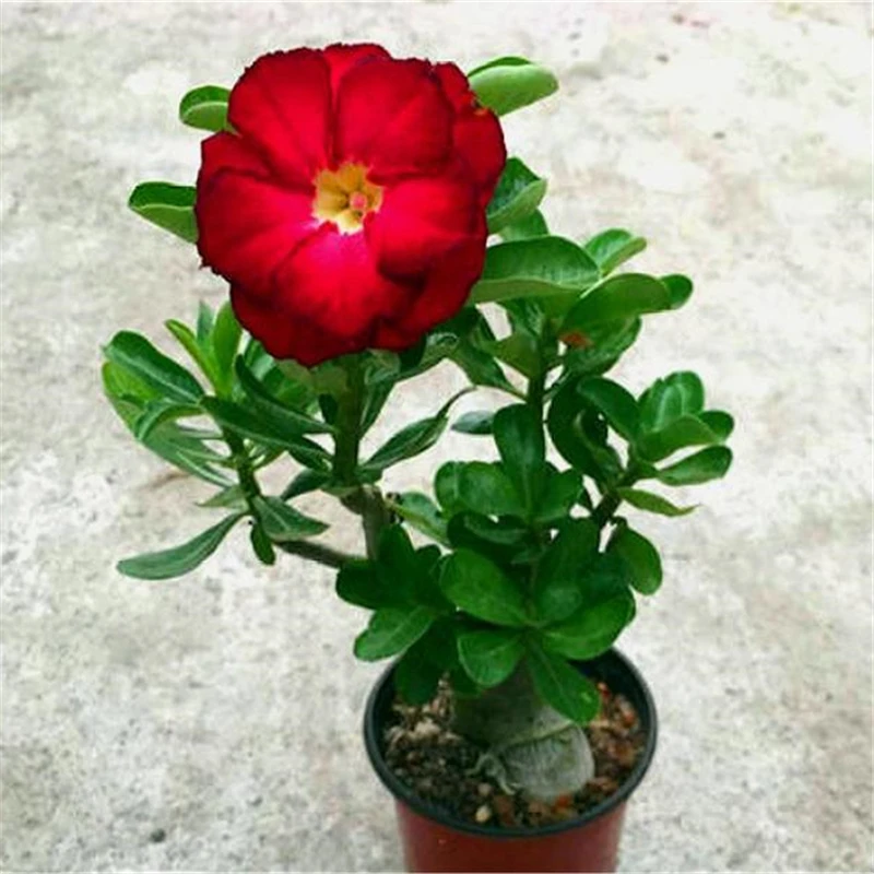 Home-Garden-Desert-Rose-Flowers-Bonsai-Plants-New-Year-Home-Sticker-Succulent-Decoration-4.webp